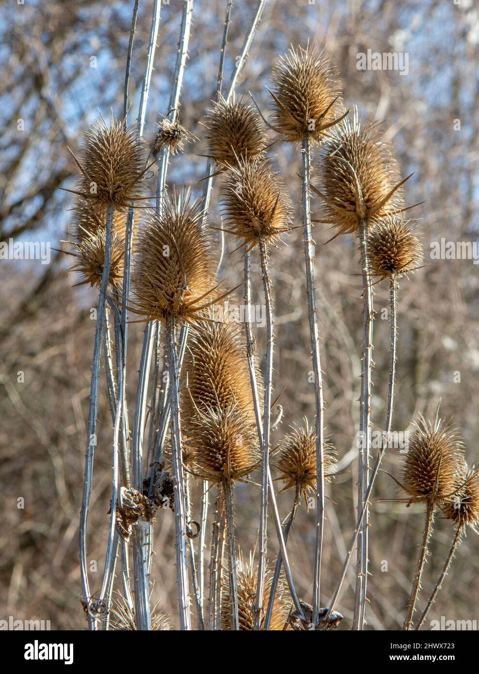 Dry Dipsacus Sativus fiore in inverno. Indian Teasel (la tesella di Fuller) Thistle macro. Primo piano. Foto Stock