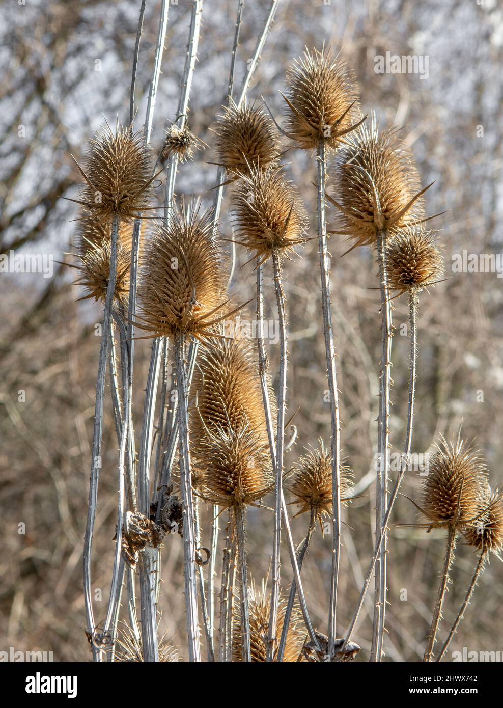 Dry Dipsacus Sativus fiore in inverno. Indian Teasel (la tesella di Fuller) Thistle macro. Primo piano. Foto Stock