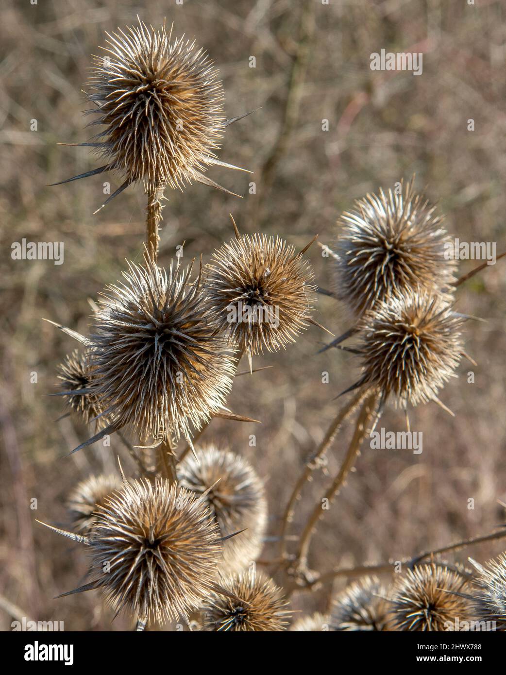 Dry Dipsacus Sativus fiore in inverno. Indian Teasel (la tesella di Fuller) Thistle macro. Primo piano. Foto Stock