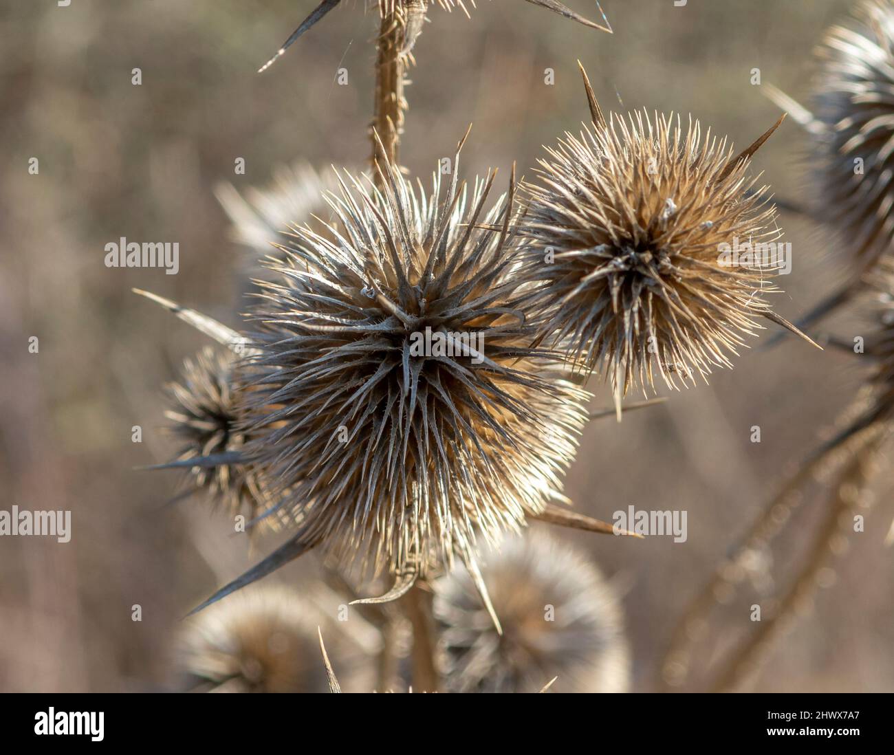 Dry Dipsacus Sativus fiore in inverno. Indian Teasel (la tesella di Fuller) Thistle macro. Primo piano. Foto Stock