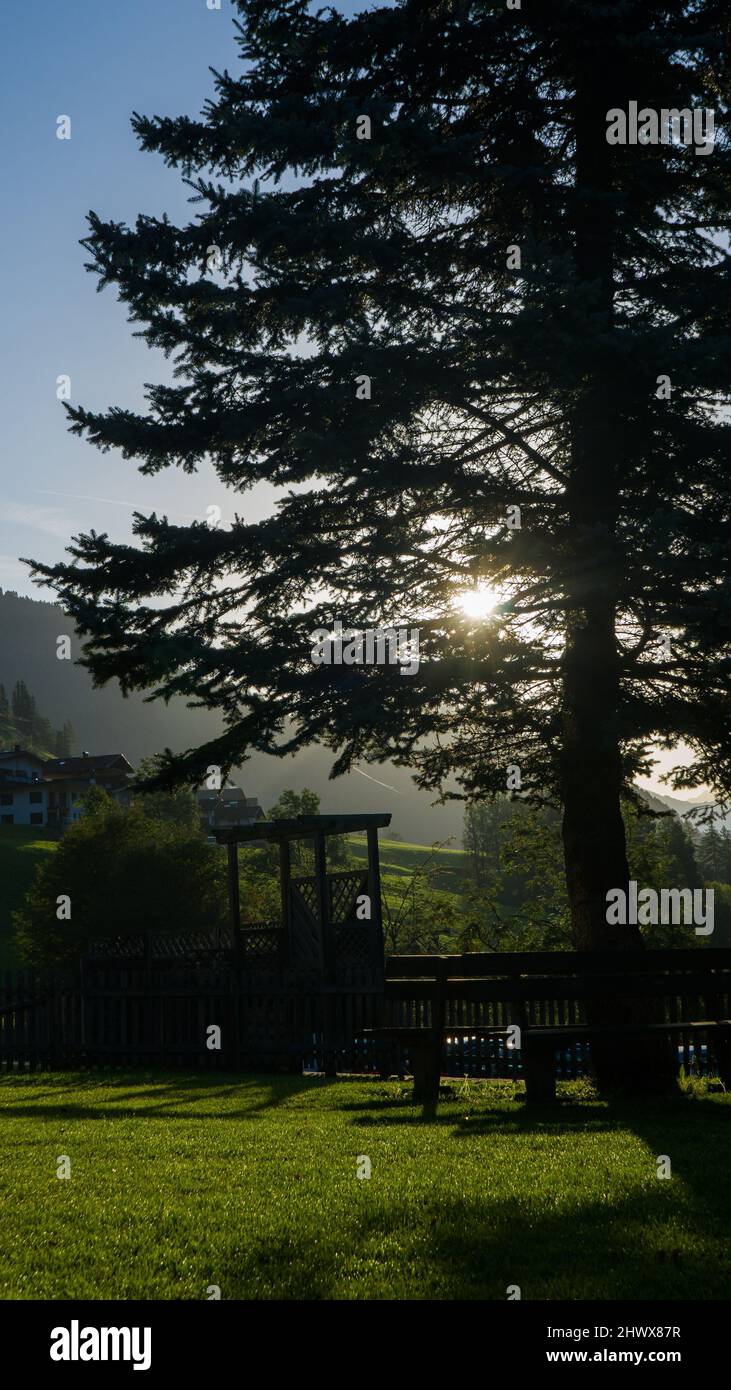 tramonto attraverso un albero Foto Stock