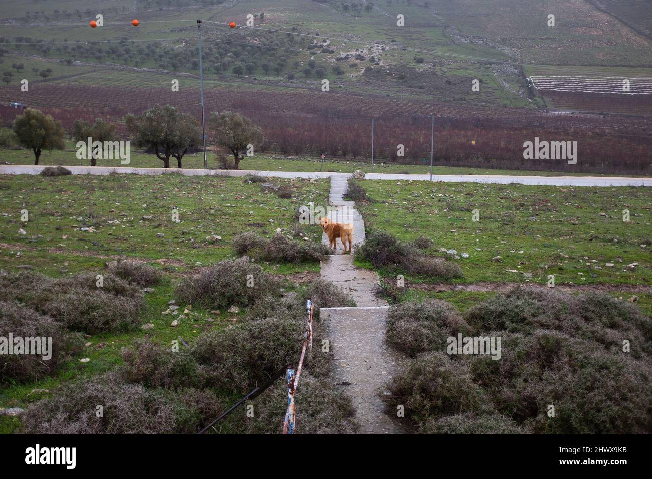 Cani che vagano in giro nel paesaggio rurale Foto Stock