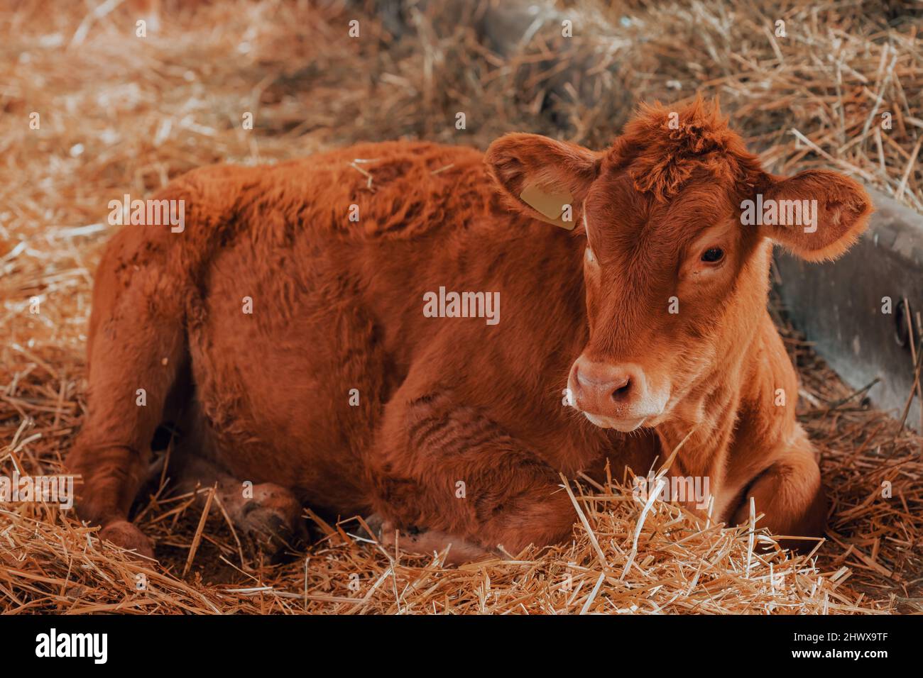 Limousin mucca in allevamento di bovini da latte, ritratto animale da bestiame Foto Stock