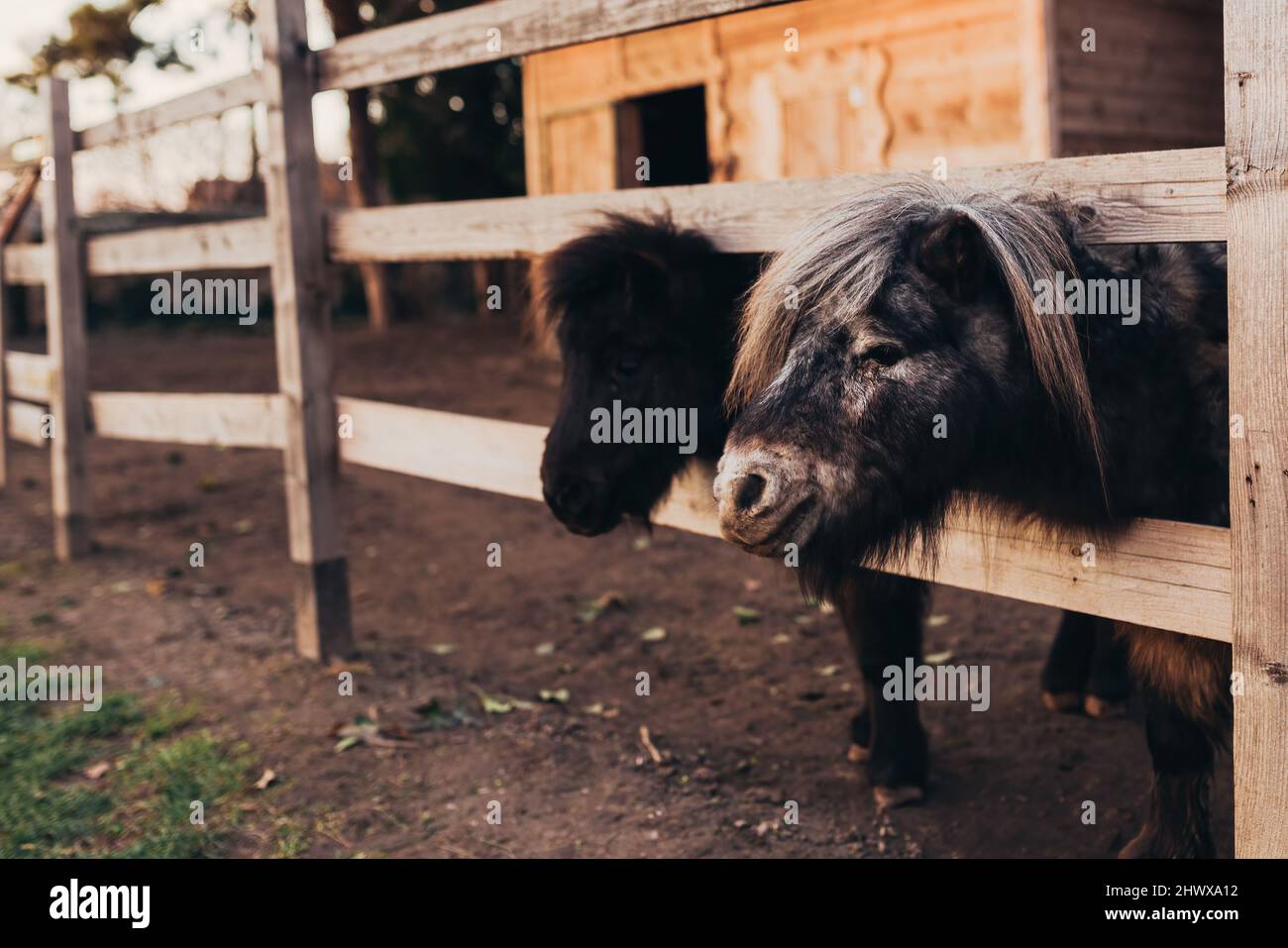 Cavalli di pony Shetland in fattoria, primo piano con fuoco selettivo Foto Stock