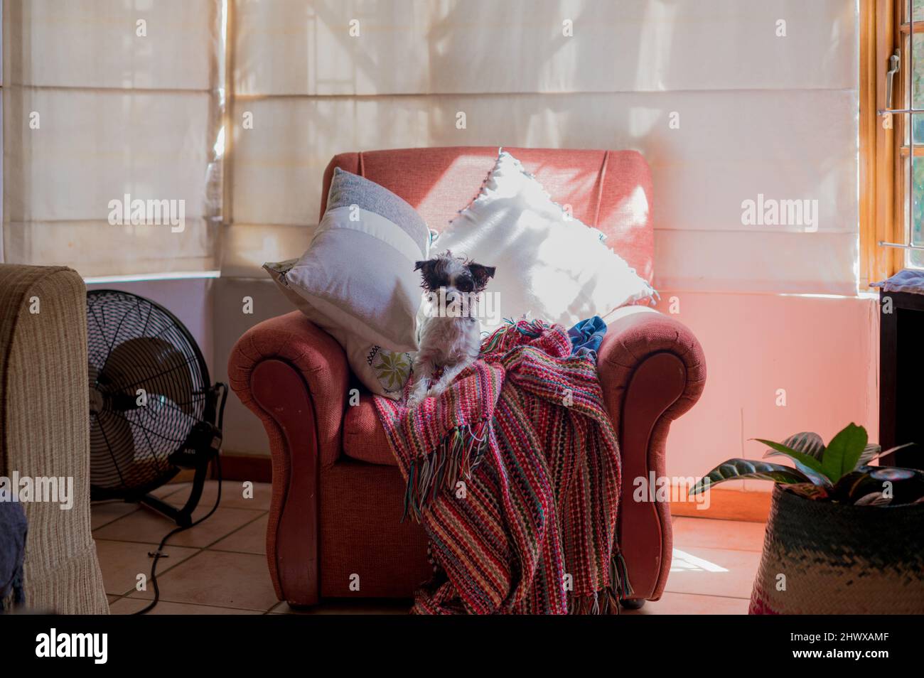 Il cane ha visto sedersi sul divano e fissarsi davanti Foto Stock