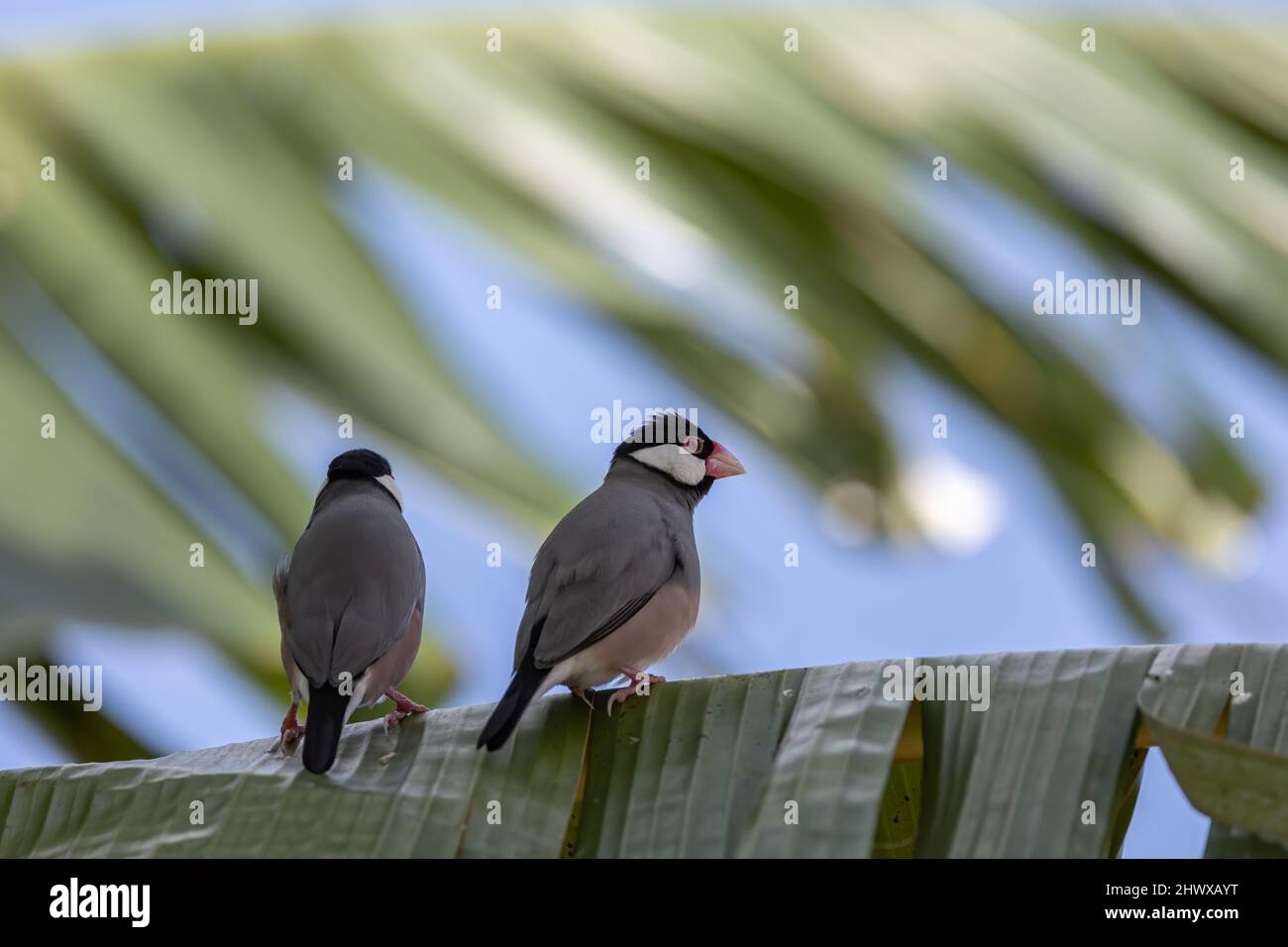 Un paio di bird Java (Lonchura oryzivora) Foto Stock