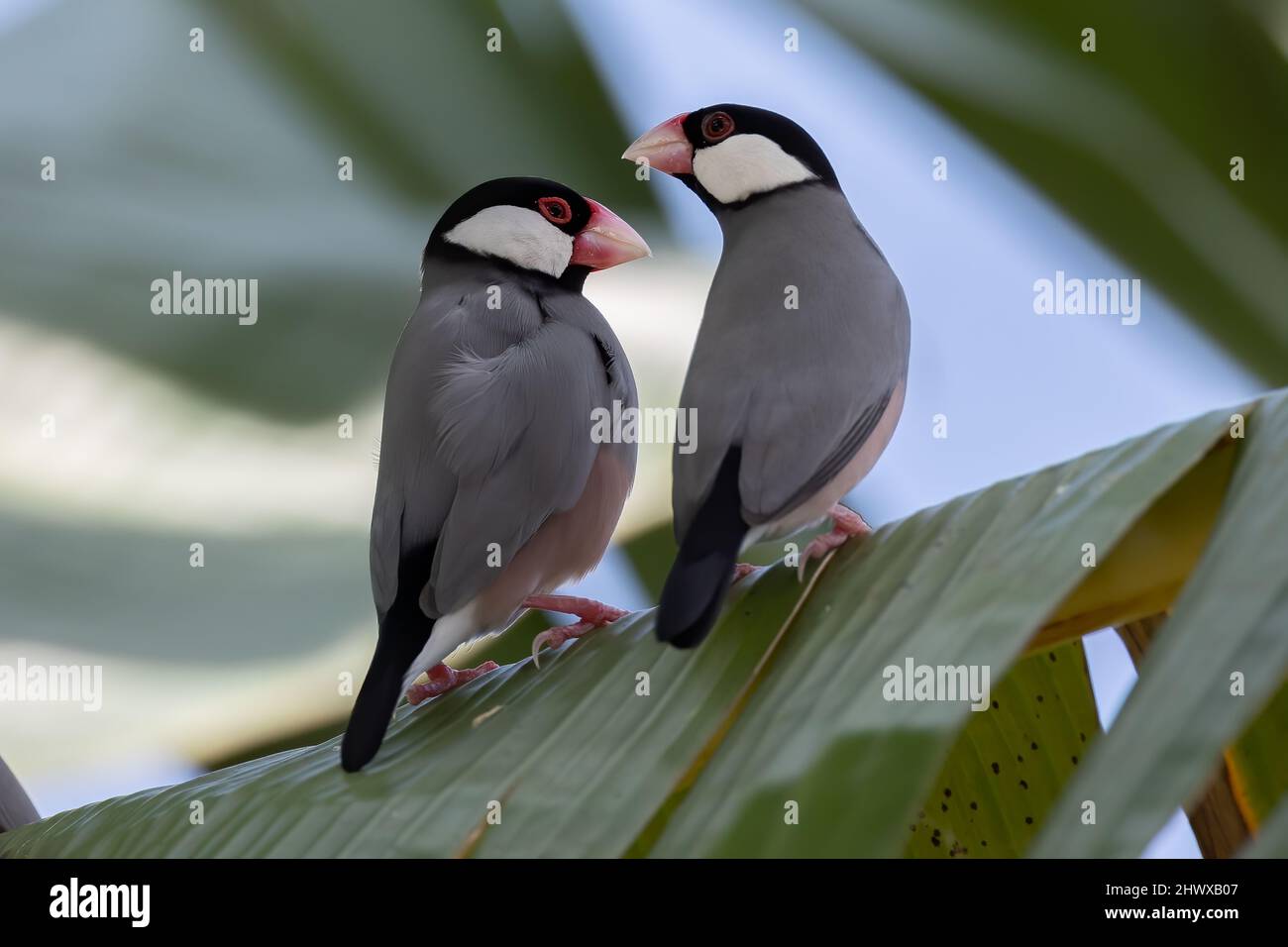 Un paio di bird Java (Lonchura oryzivora) Foto Stock