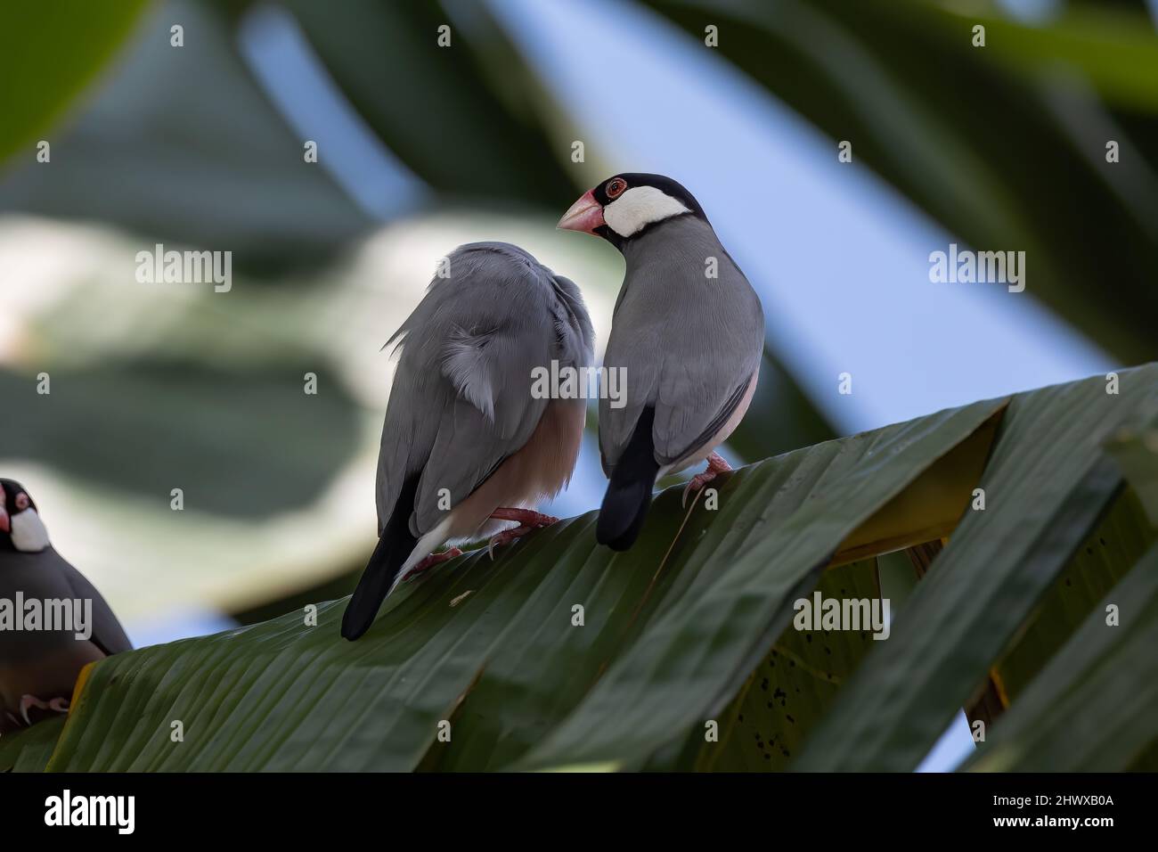 Un paio di bird Java (Lonchura oryzivora) Foto Stock