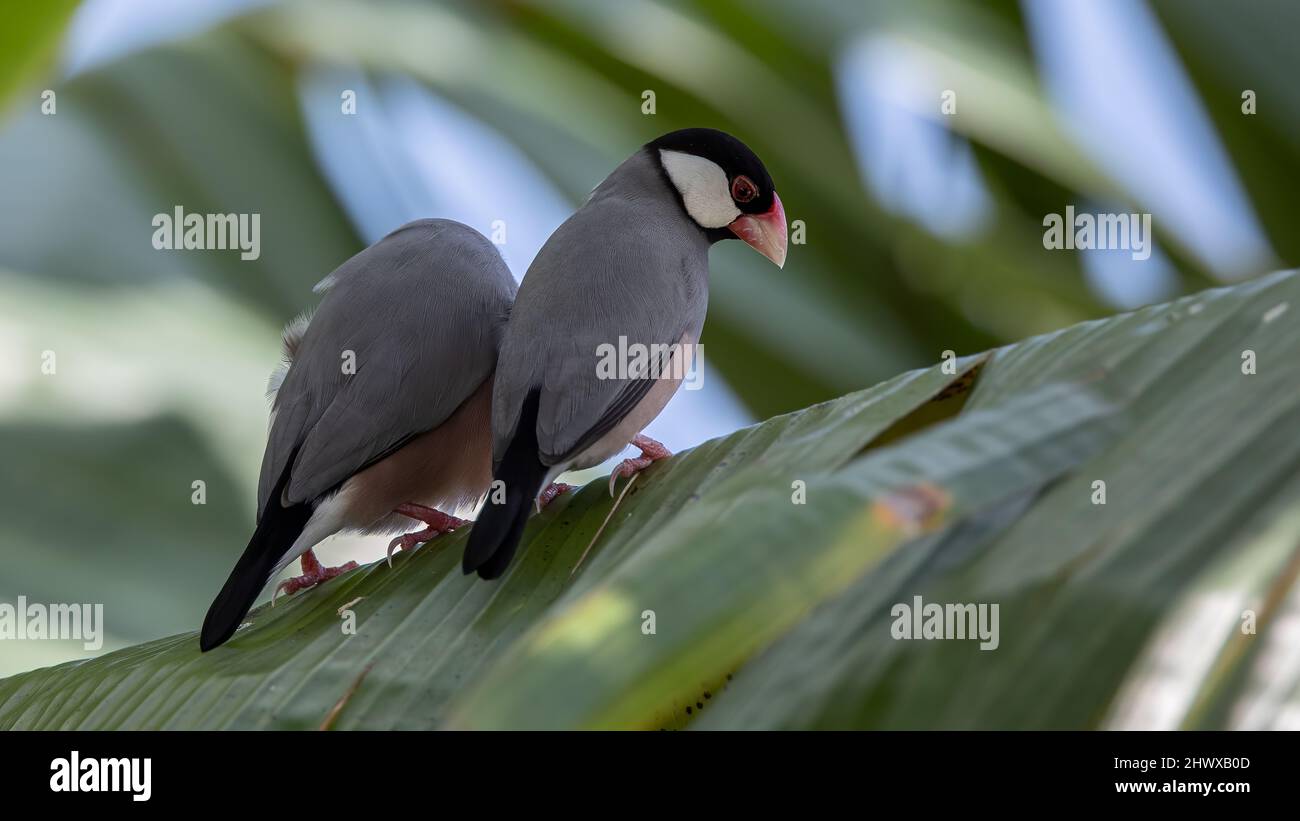 Un paio di bellissimo uccello Java passero (Lonchura oryzivora)z Foto Stock