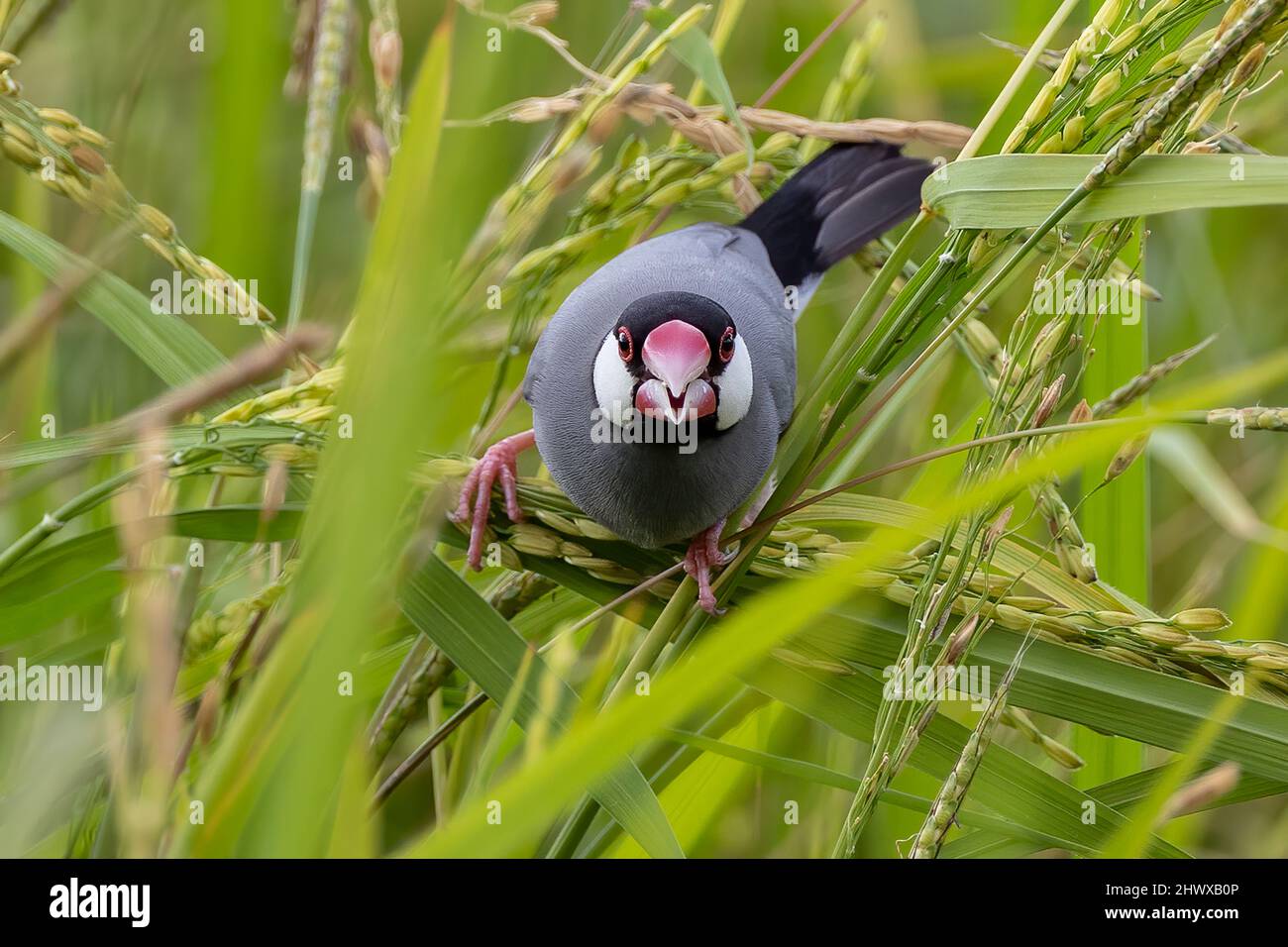 Natura immagine della fauna selvatica di un uccello bello giava passero (Lonchura oryzivora) Foto Stock