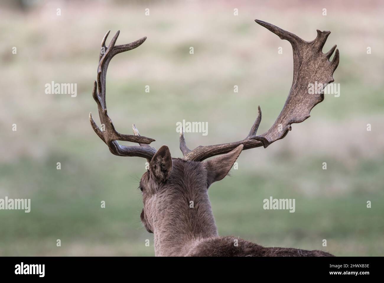 Giovane cervo maschio adulto che mostra simbolo di forza con formichini impressionanti Foto Stock