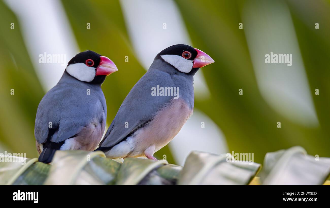 Un paio di bird Java (Lonchura oryzivora) Foto Stock