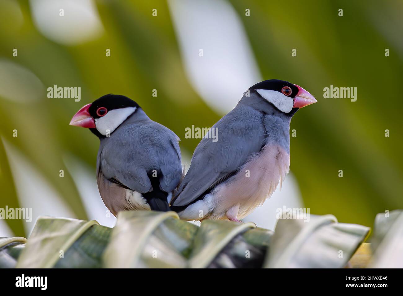Un paio di bird Java (Lonchura oryzivora) Foto Stock