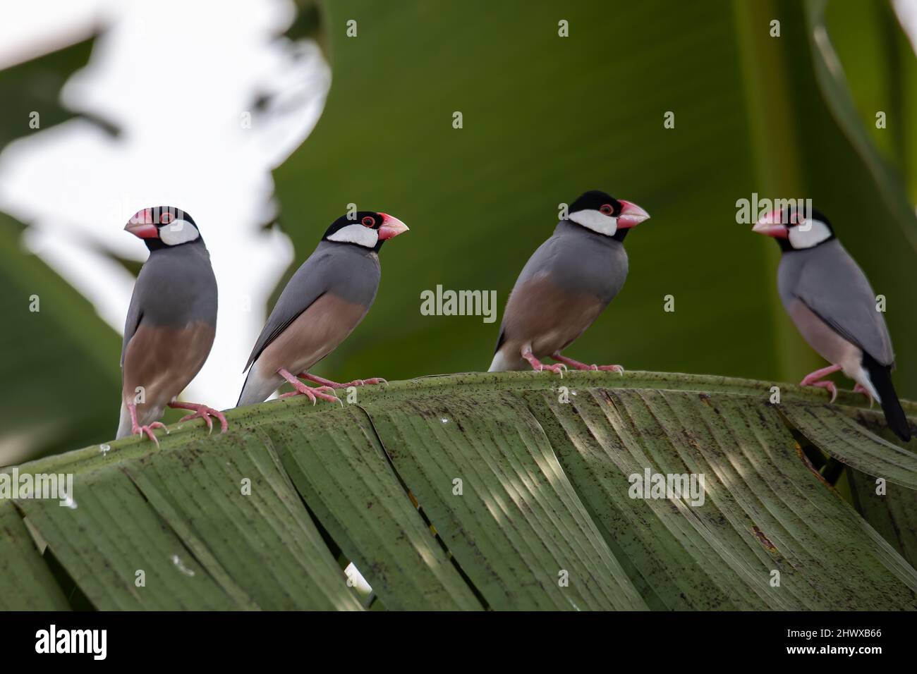 Gruppo di bell'uccello Java (Lonchura oryzivora) Foto Stock