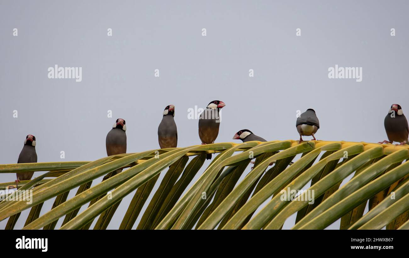 Gruppo di bell'uccello Java (Lonchura oryzivora) Foto Stock