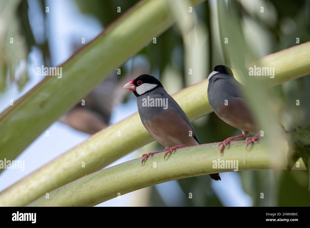 Gruppo di bell'uccello Java (Lonchura oryzivora) Foto Stock