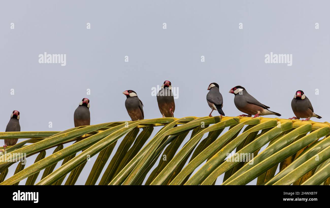 Gruppo di bell'uccello Java (Lonchura oryzivora) Foto Stock