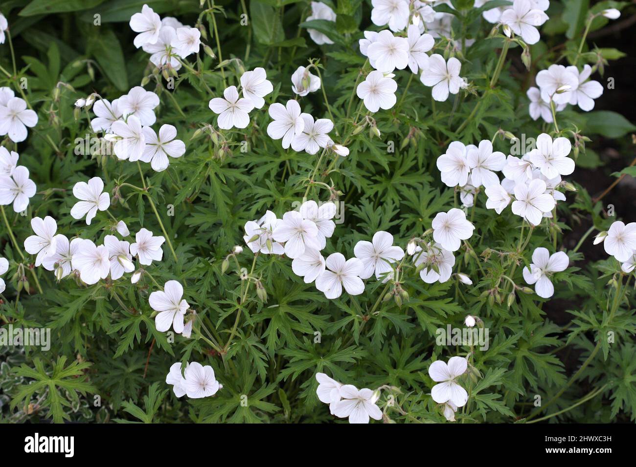 Geranio clarkei 'Kashmir White' (Cranesbill) Foto Stock