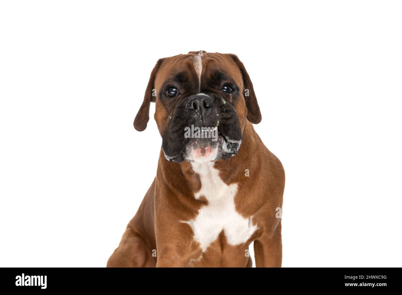 Boxer dog teeth immagini e fotografie stock ad alta risoluzione - Alamy