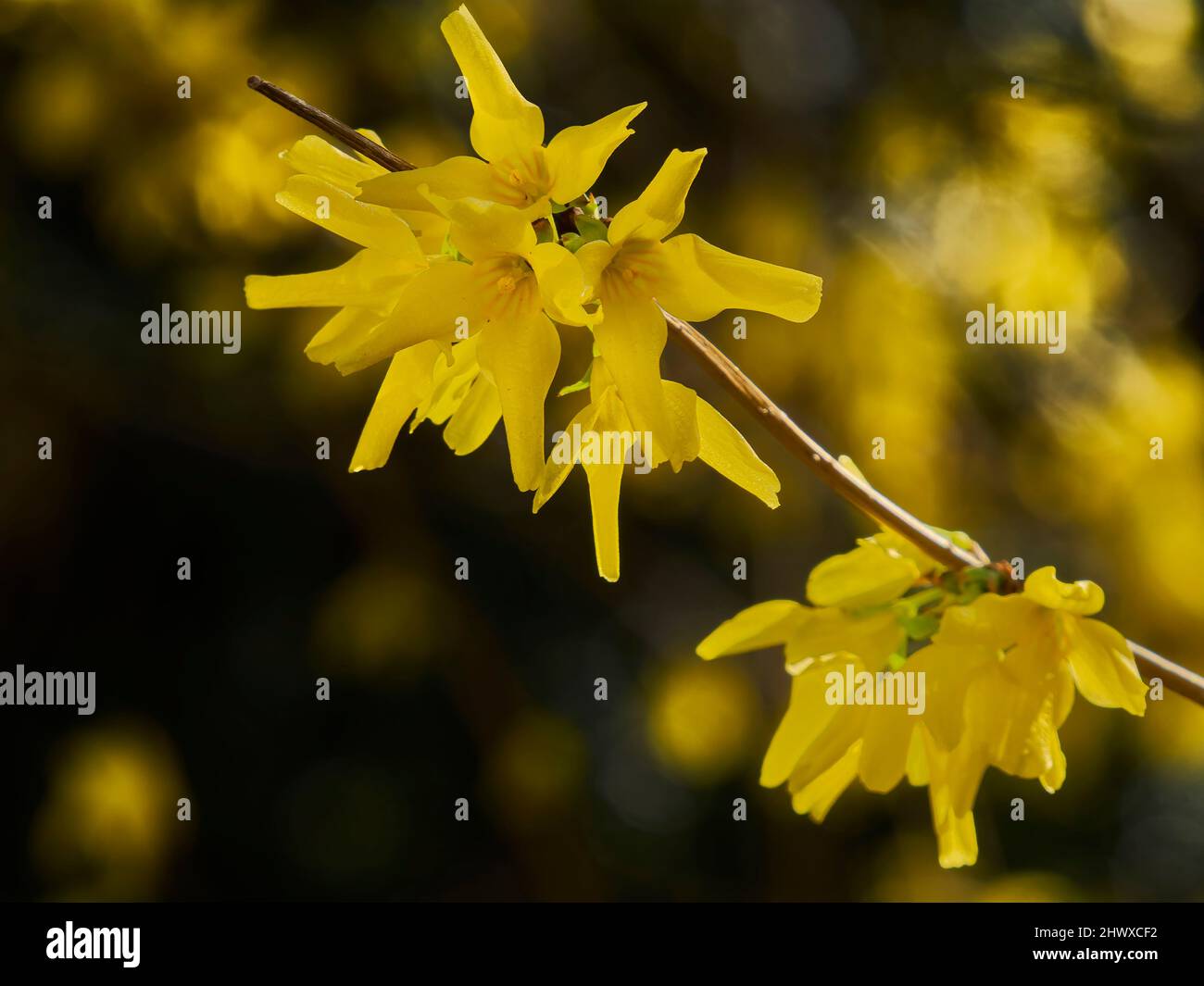 Fiori di Forsythia giallo brillante, illuminati dal sole primaverile, su uno sfondo sfocato di ulteriori fiori e cespugli scuri. Foto Stock