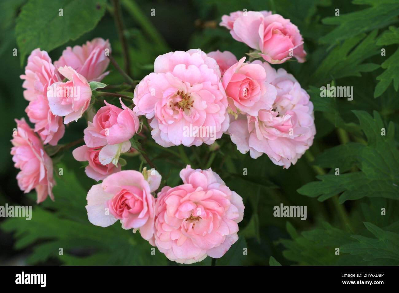 Rosa 'Bonica' (Floribunda/arbusto) - Meilland Foto Stock