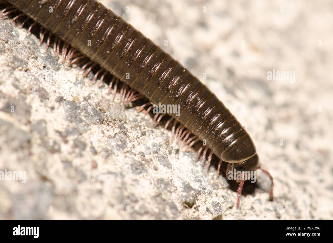 Milipede portoghese Ommatoiulus moreleti a Santa Cruz de la Palma. La Palma. Isole Canarie. Spagna. Foto Stock