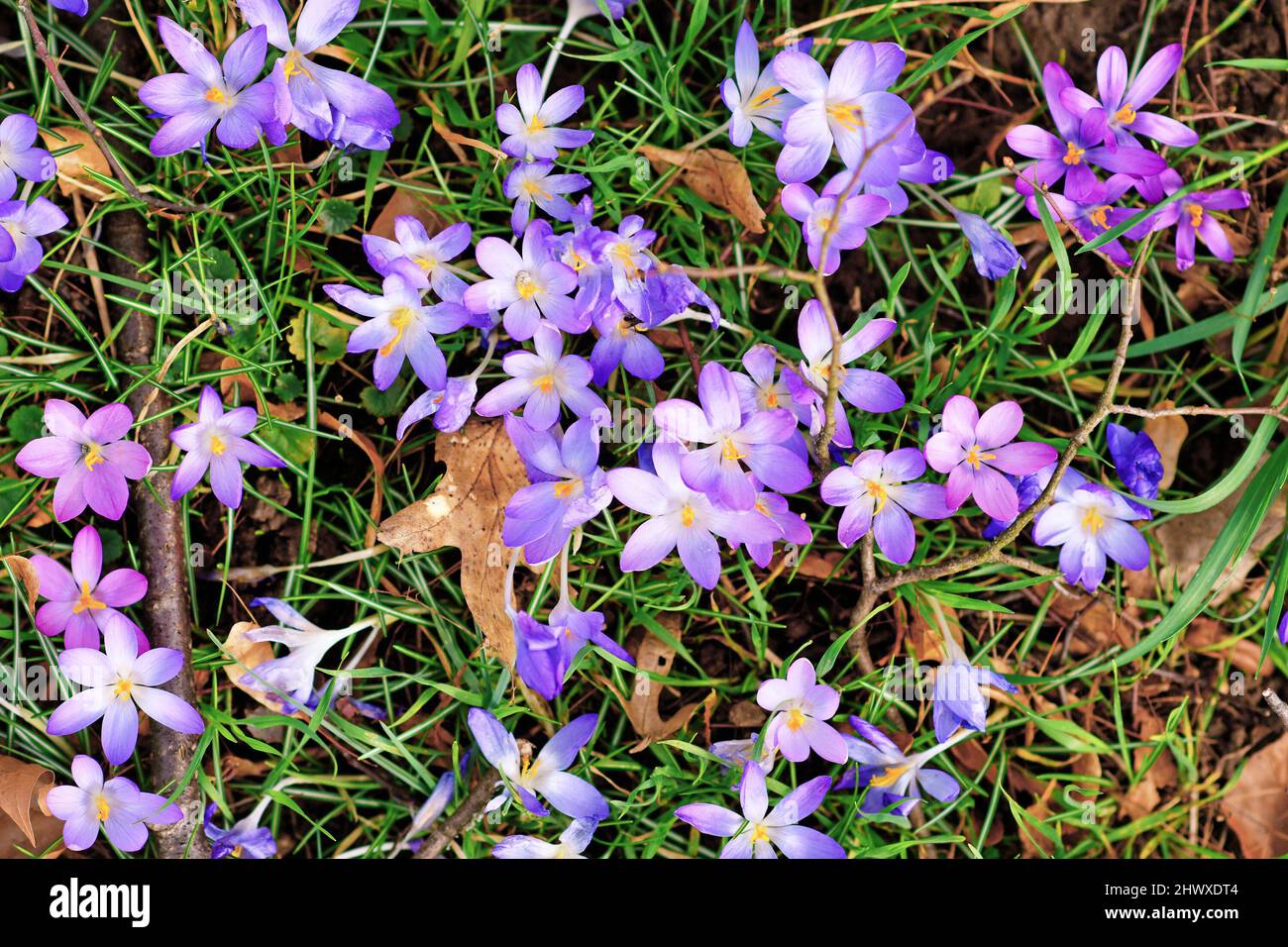 Vista dall'alto dei fiori porpora di primavera di cocco in erba Foto Stock