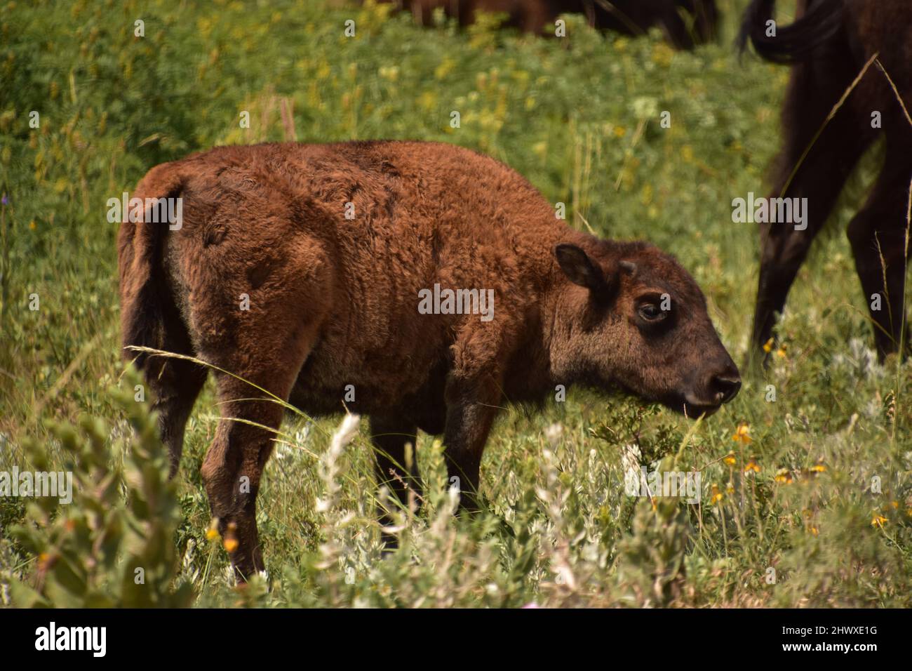 Da vicino con un soffice polpaccio di bisonte in erba alta. Foto Stock Da vicino con un soffice polpaccio di bisonte in erba alta. Foto Stock