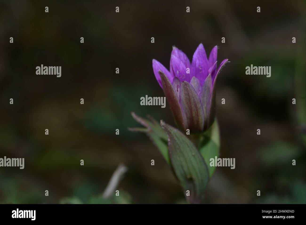 fiore rosa in primo piano. Anemone hortensis, anemone a foglie larghe primo piano su sfondo sfocato Foto Stock