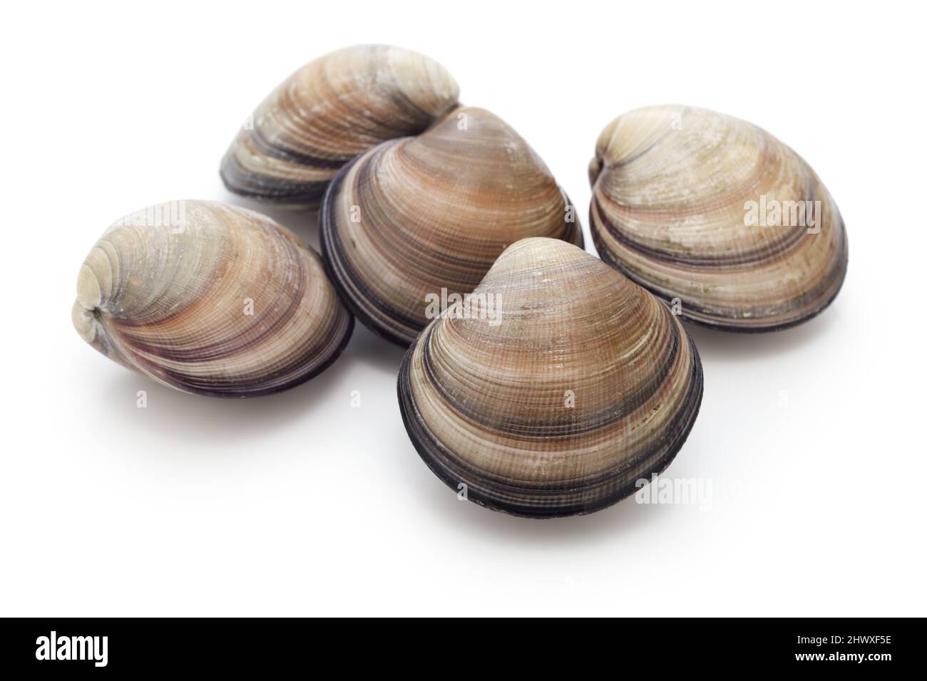 venere asiatica (ciclina sinensis) Foto Stock