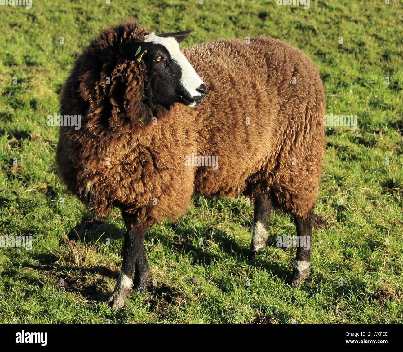 Gli Zwartbles allevano pecore in campo su terreni agricoli in Irlanda rurale Foto Stock