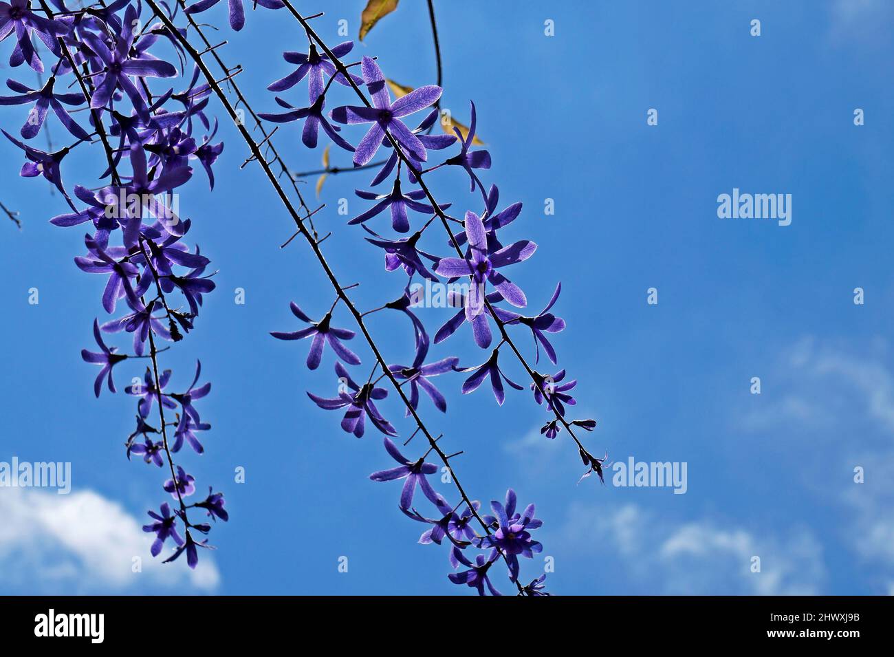 Fiori di vite di carta vetrata (Petrea volubilis) a Tiradentes, Brasile Foto Stock