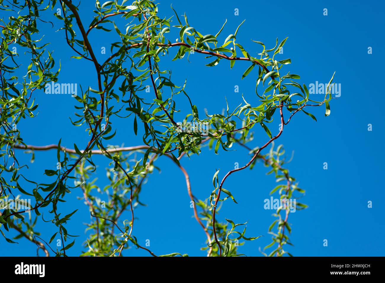 Rami del salice piangente con foglie piccole Foto Stock