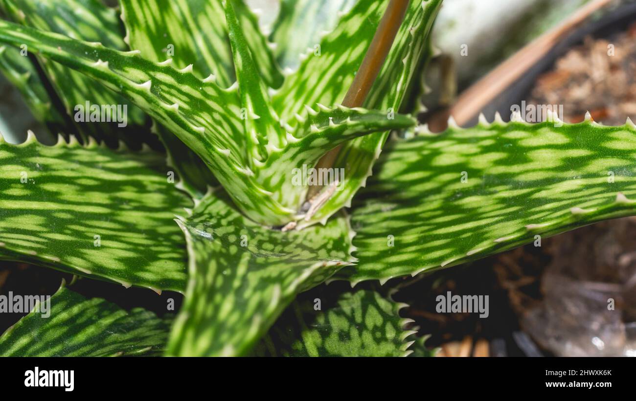 Ibrido di aloe verde con foglie seghettate. Esotica pianta desertica Foto Stock