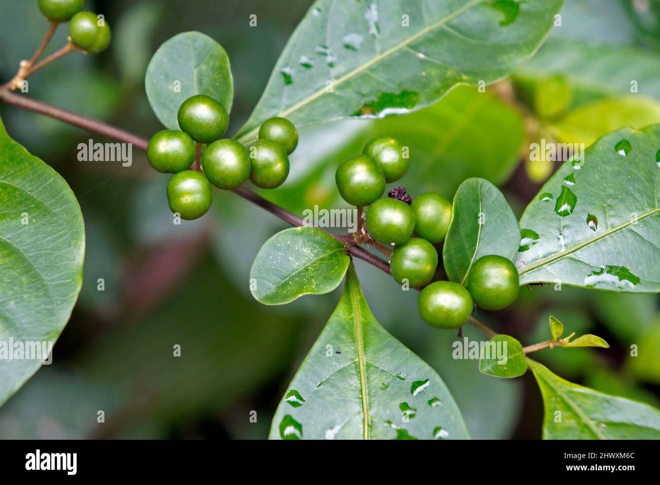 Bacche verdi selvatiche (Solanum diphyllum) sulla foresta pluviale tropicale Foto Stock