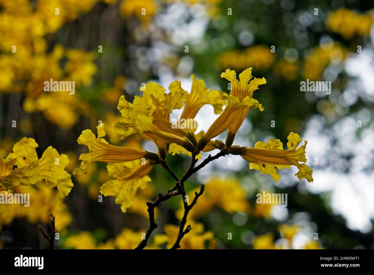 Tromba d'oro o albero giallo (Handroanthus crisotrichus) sulla foresta pluviale tropicale Foto Stock