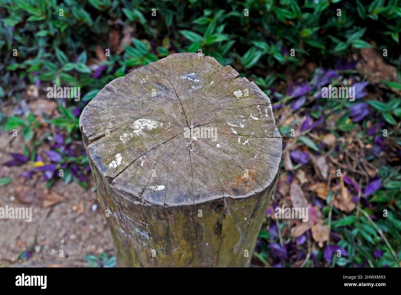 Tagliare tronco di albero sulla foresta pluviale tropicale Foto Stock