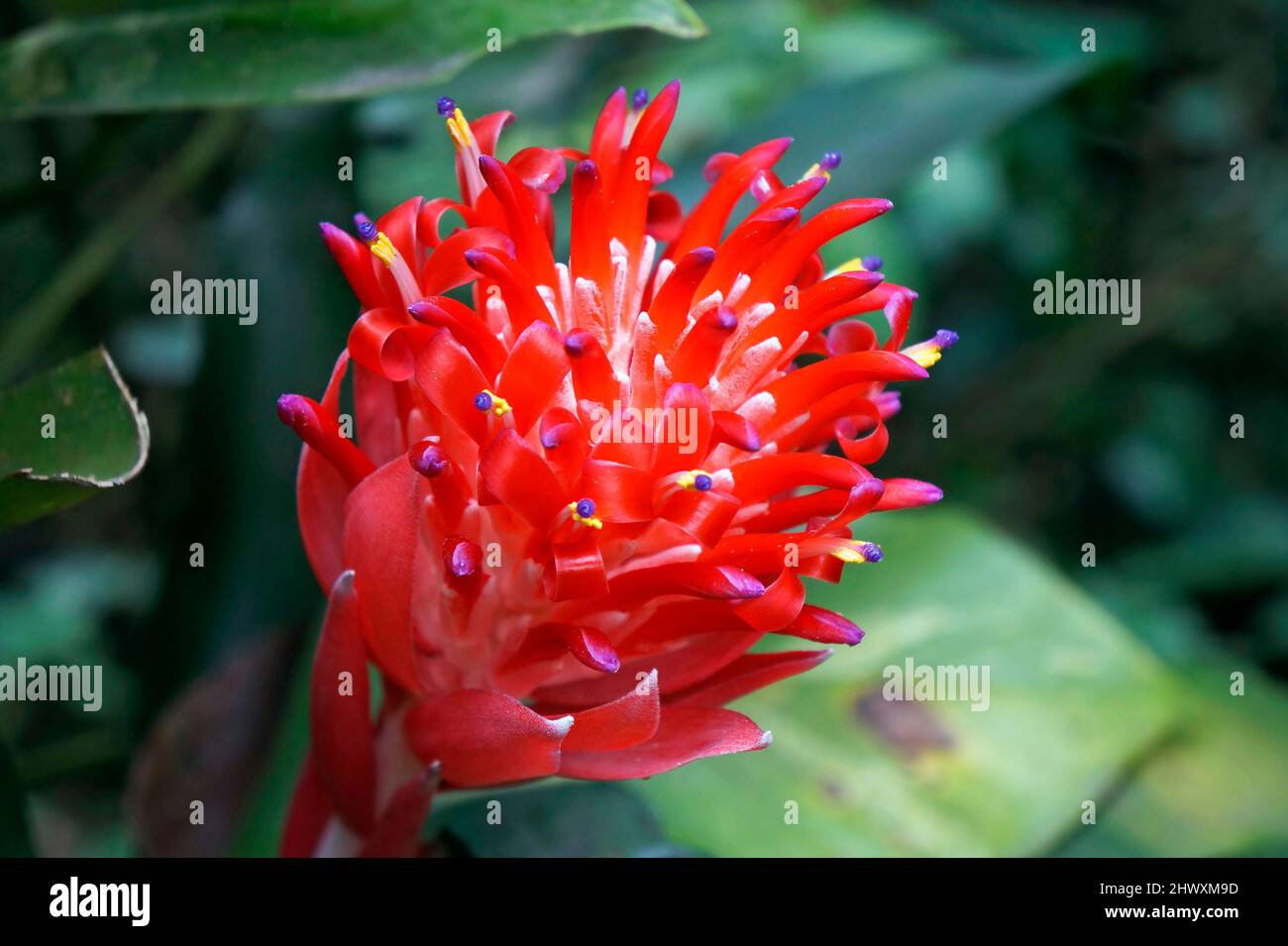 Fiammeggiante fiore della torcia (Billbergia piramidalis). Infiorescenza della bromeliade. Foto Stock