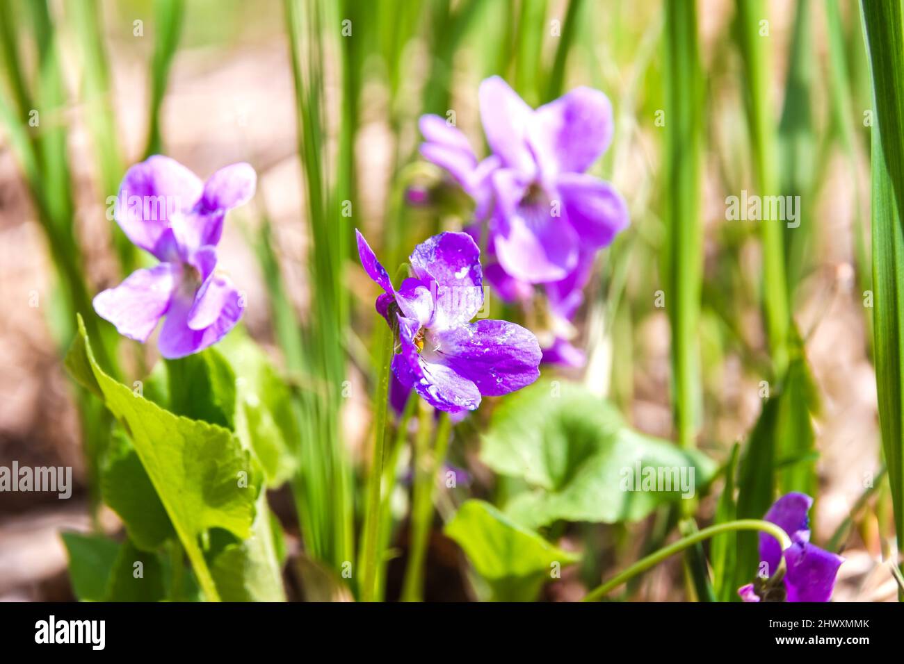 fiore violetto i cui petali sono danneggiati da afidi e altri insetti, fuoco selettivo Foto Stock