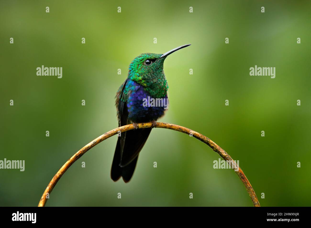 Criceto a coda di forchetta, Thalurania furcata, specie di colibrì della famiglia Trochilidae. Uccello verde blu seduto sul ramo nel dar tropic f Foto Stock