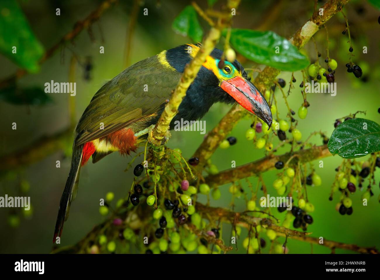 Ecuador toucan raro. Con frutta. Toucanet dorato, Selenidera reinwardtii, nell'habitat naturale della foresta. Uccello nella giungla tropicale, Sumaco, N. Foto Stock