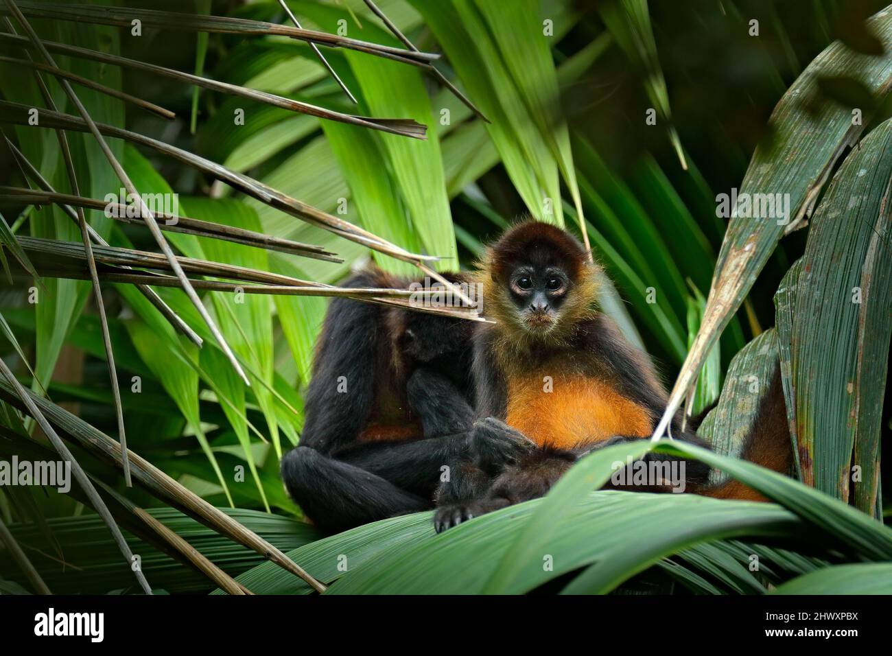 Scimmia ragno sulla palma. Fauna selvatica verde della Costa Rica. Scimmia Ragno con la mano nera che siede sul ramo dell'albero nella oscura foresta tropicale. Animale in Foto Stock
