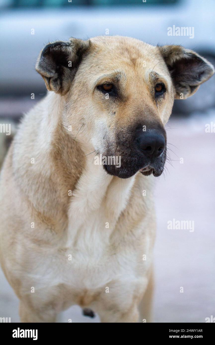 Ritratto di spighe tagliate cane randagio. I cani randagi sono un problema molto comune in tutto il mondo. Foto Stock