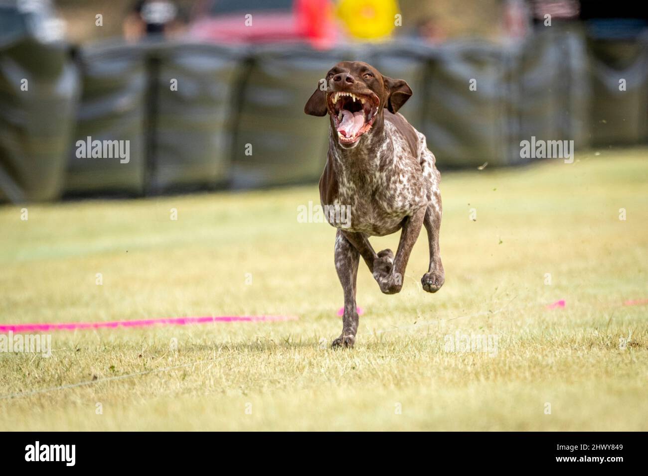 Cane puntatore capelli corto tedesco su un corso di richiamo durante un evento di gatto veloce Foto Stock