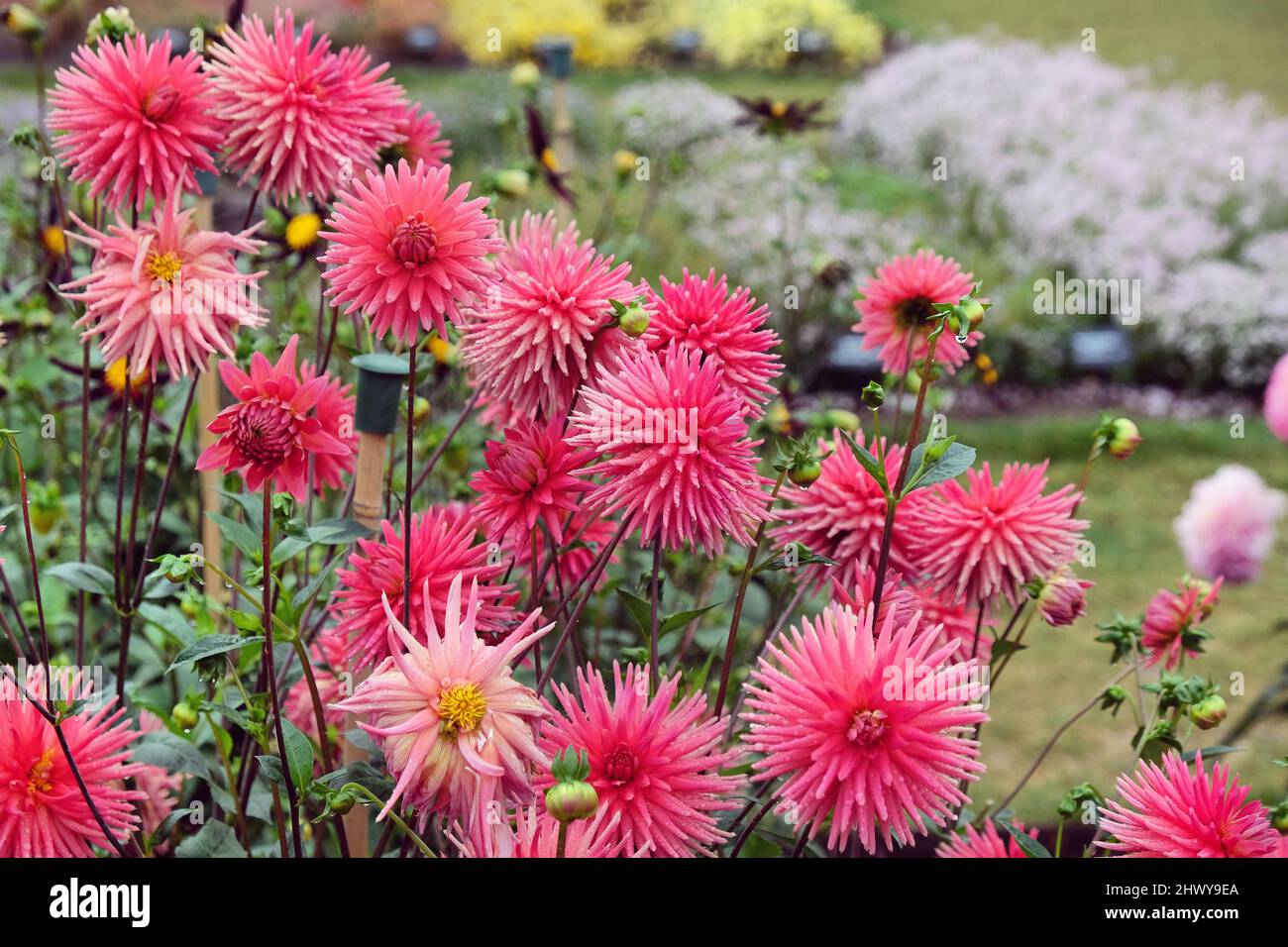 Semi-cactus in miniatura Dahlia 'Josudi Hercules' in fiore Foto Stock