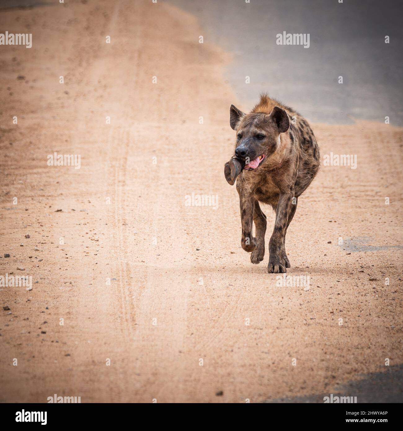 Hyena camminando la strada con qualche tipo di zoccoli in bocca. È stato sparato nel parco nazionale di kruger in Sudafrica Foto Stock