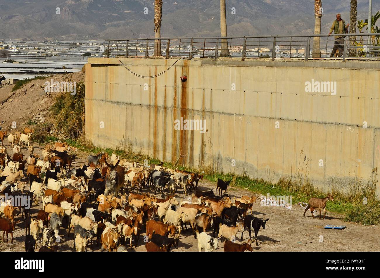 Mandria di capre che camminano sul fondo del fiume asciutto a Roquetas de Mar Almeria Spagna meridionale. Foto Stock