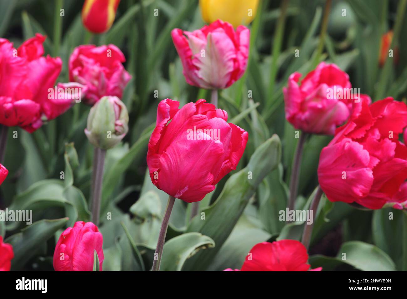 Tulipani di pappagallo rosa scuro in fiore Foto Stock