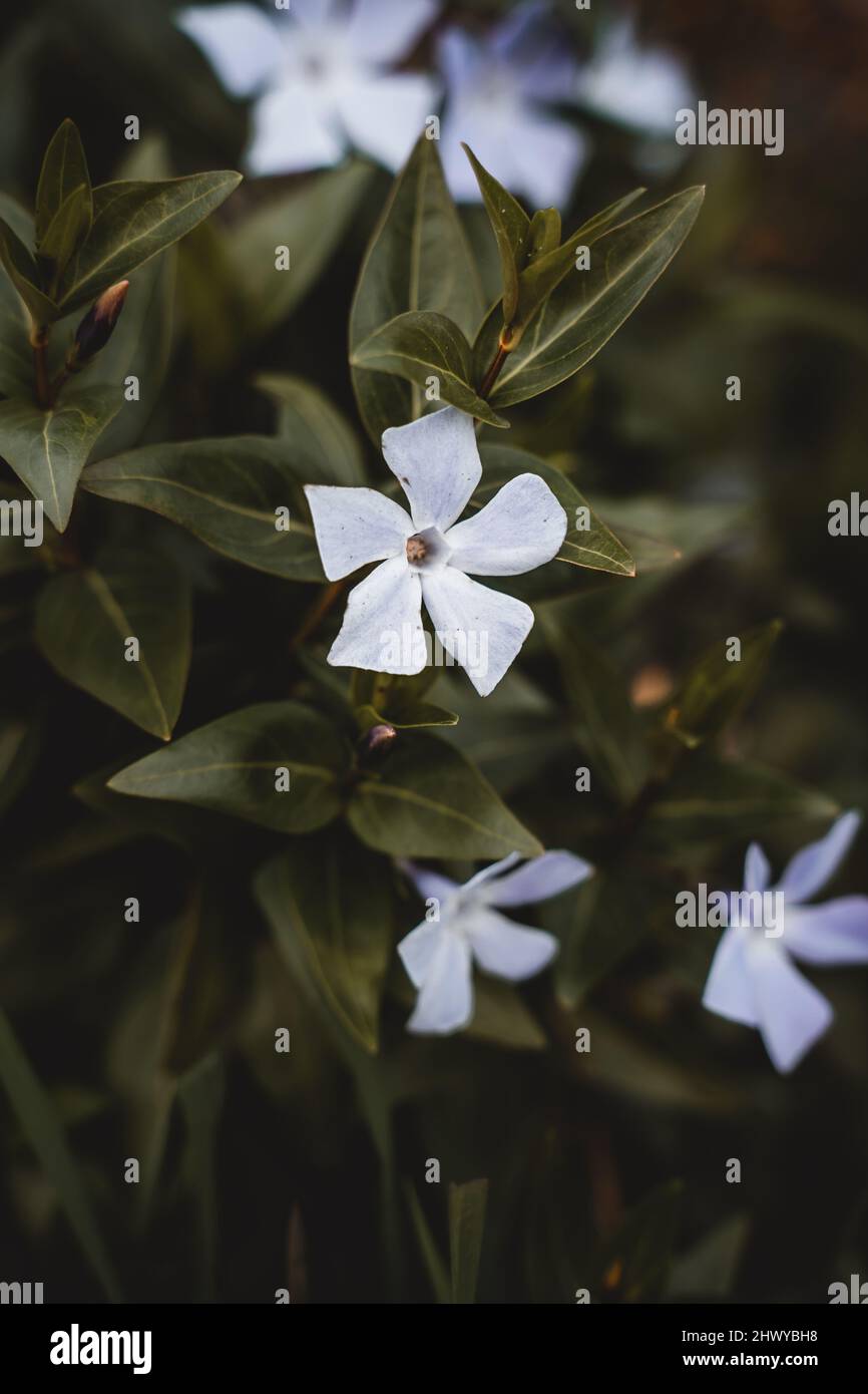 Fiori bianchi in natura con un cespuglio Foto Stock