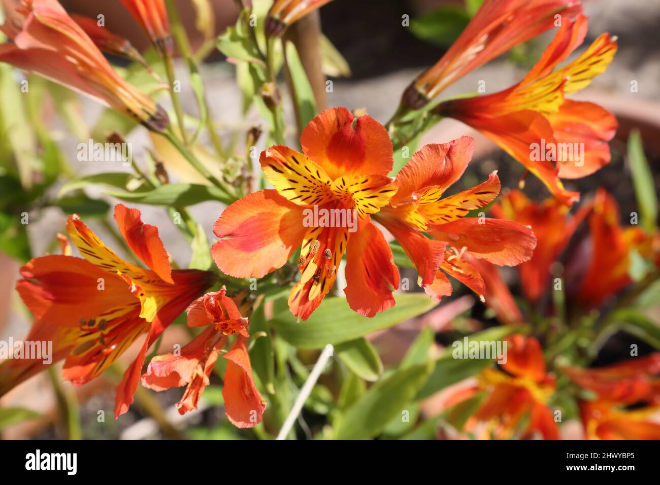 Pappagallo peruviano Piglio Indiano Estate Alstroemeria Orange Foto Stock